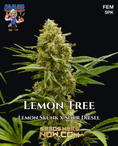 Lemon Tree S1 (feminized) - Dr. Blaze