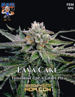 Dr. Blaze - Lava Cake {FEM} [5pk]Plant photo info card