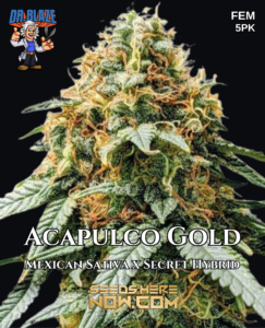 Acapulco Gold S1 (feminized) - Dr. Blaze