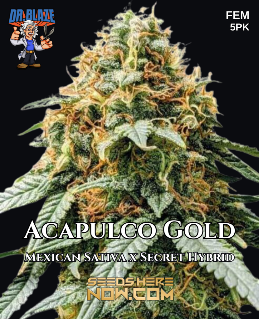 Acapulco Gold Feminized Cannabis Seeds By Dr. Blaze - 18-23% THC