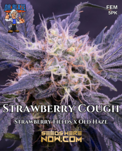 Strawberry Cough S1 (feminized) - Dr. Blaze