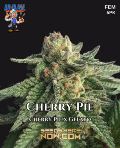 Cherry Pie S1 (feminized) - Dr. Blaze