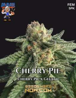 Dr. Blaze - Cherry Pie {FEM} [5pk]Plant photo info card