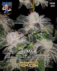 Gmo S1 (feminized) - Dr. Blaze