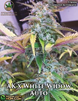 Automatically Delicious - AK x White Widow Auto {AUTOFEM} [5pk]