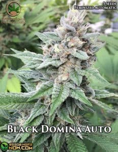 Black Domina Auto (autoflower) - Automatically Delicious