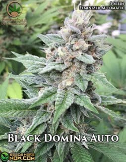 Automatically Delicious - Black Domina Auto {AUTOFEM} [5pk]