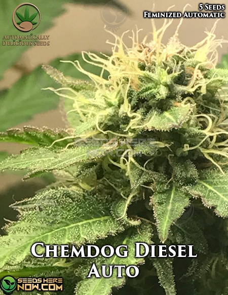 - Automatically Delicious - Chemdog Diesel Auto {Autofem} [5Pk]