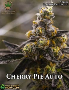 Cherry Pie Auto (autoflower) - Automatically Delicious