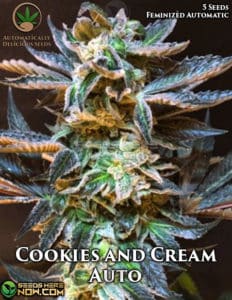 Cookies and Cream Auto (autoflower) - Automatically Delicious