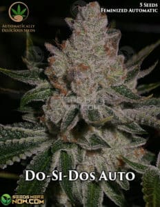 Do-si-do (autoflower) - Automatically Delicious