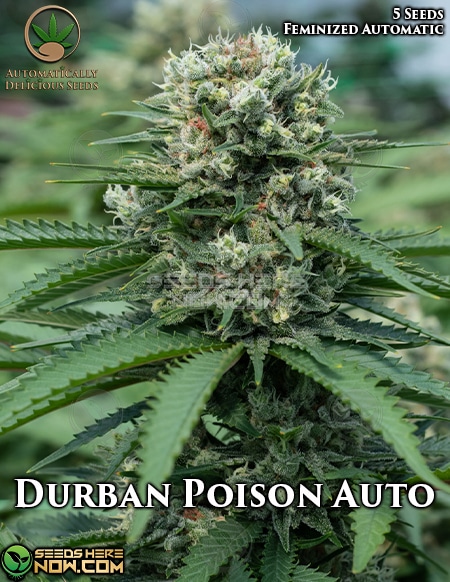 - Automatically Delicious - Durban Poison Auto {Autofem} [5Pk]