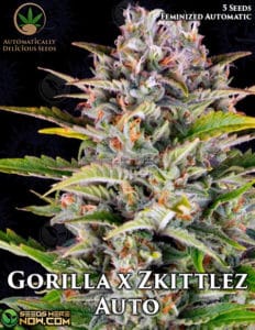 Gorilla X Zkittlez Auto (autoflower) - Automatically Delicious