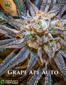 Grape Ape Auto (autoflower) - Automatically Delicious