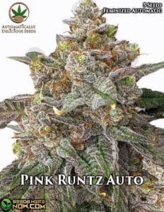Pink Runtz Auto (autoflower) - Automatically Delicious