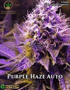 Purple Haze Auto (autoflower) - Automatically Delicious