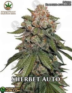 Sherbet Auto (autoflower) - Automatically Delicious