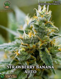 Strawberry Banana Auto (autoflower) - Automatically Delicious