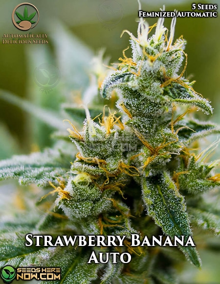 - Automatically Delicious - Strawberry Banana Auto {Autofem} [5Pk]