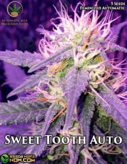 Automatically Delicious - Sweet Tooth Auto {AUTOFEM} [5pk]Automatically Delicious - Sweet Tooth Auto