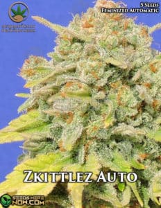 Zkittlez Auto (autoflower) - Automatically Delicious