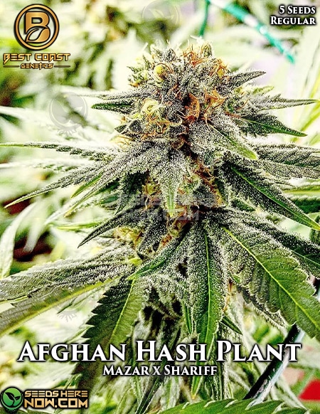 Afghan Hash Plant