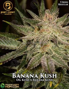 Banana Kush (regular) - Best Coast Genetics