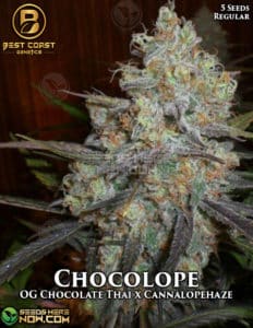 Chocolope (regular) - Best Coast Genetics