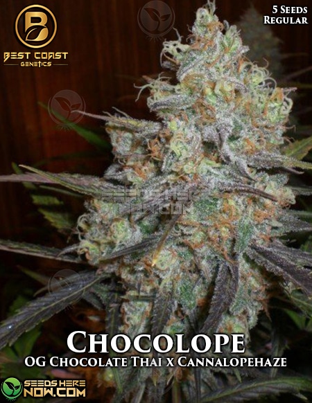 Best Coast Genetics - Chocolope