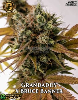 Best Coast Genetics - Grandaddy x Bruce Banner {REG} [5pk]grandaddy x bruce banner