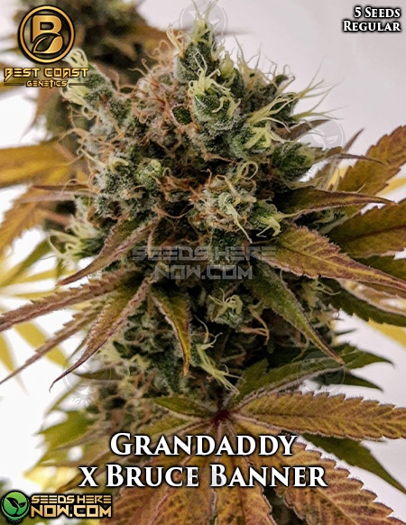 Grandaddy X Bruce Banner