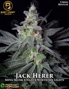 Jack Herer (regular) - Best Coast Genetics
