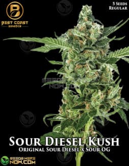 Best Coast Genetics - Sour Diesel Kush {REG} [5pk]Sour Diesel Kush