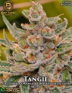 Tangie (regular) - Best Coast Genetics