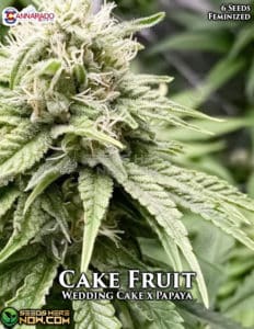 Cake Fruit (feminized) - Cannarado Genetics