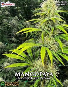 Mangopaya (Feminized) - Cannarado Genetics