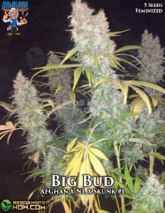 Big Bud S1 (Feminized) - Dr. Blaze