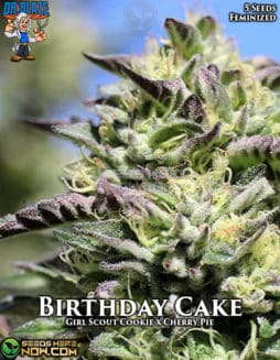 Dr. Blaze - Birthday Cake {FEM} [5pk]birthday cake