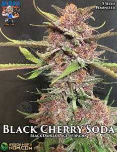Black Cherry Soda S1 S1(feminized) - Dr. Blaze