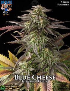 Blue Cheese S1 (Feminized) - Dr. Blaze
