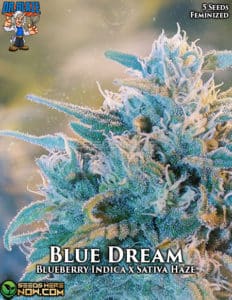 Blue Dream S1 (Feminized) - Dr. Blaze