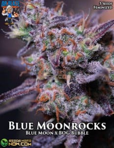 Blue Moonrocks S1 (feminized) - Dr. Blaze
