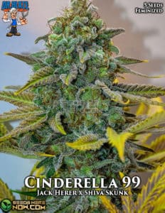 Cinderella 99 S1 (feminized) - Dr. Blaze