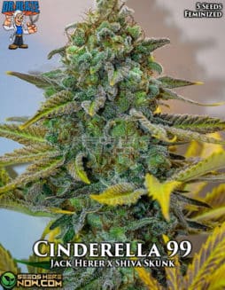 Dr. Blaze - Cinderella 99 {FEM} [5pk]cinderella 99