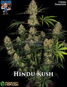 Hindu Kush S1 (feminized) - Dr. Blaze