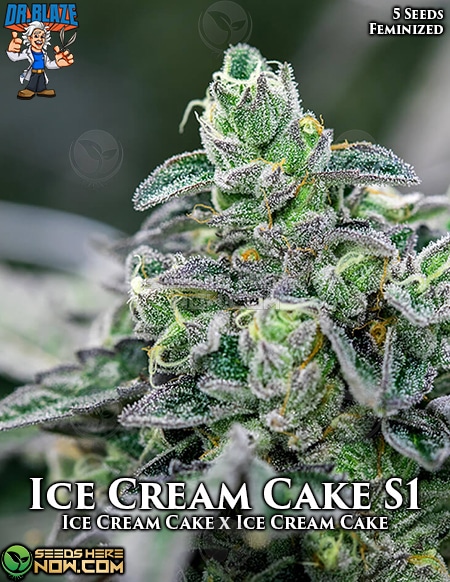 - Dr. Blaze - Ice Cream Cake {Fem} [5Pk]