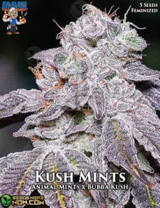 Kush Mints S1 (feminized) - Dr. Blaze