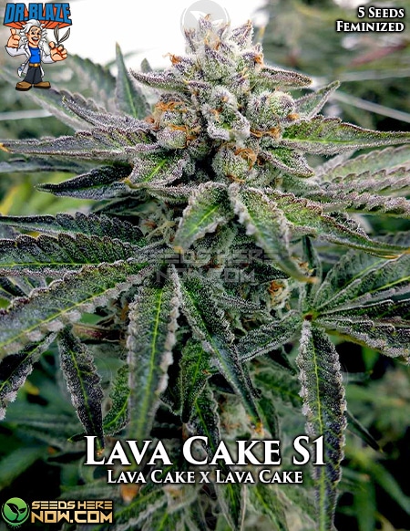 - Dr. Blaze - Lava Cake {Fem} [5Pk]