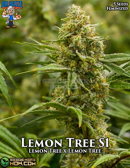 - Dr. Blaze - Lemon Tree {Fem} [5Pk]