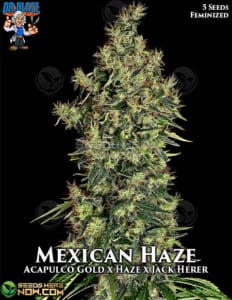 Mexican Haze S1 (feminized) - Dr. Blaze